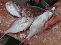 魚もらう（笑）