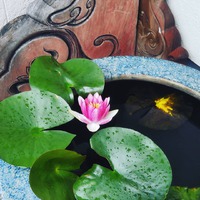 病気と因果 斉藤一人さんの記事 夢見物語
