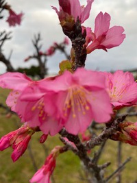 三寒四温の気候　ご自愛くださいね。 2021/02/17 20:22:19