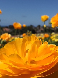 サンディエゴに春の香り～花見へ出かけてきました。