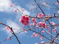桜日和☆*:.｡. o(≧▽≦)o .｡.:*☆ 2016/01/31 21:07:58