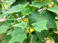 夏野菜キュー 2016/05/12 13:51:41