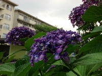 す、涼しい。 2016/07/01 09:30:52