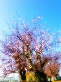梅の花 2013/03/05 15:16:22