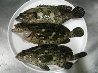 ひさしぶり 2006/02/25 21:19:00