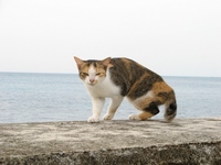 ねこ背 2008/02/15 23:38:09