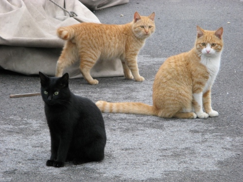 猫たち