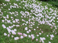 ゴールデンウィーク 2009/04/24 18:23:00