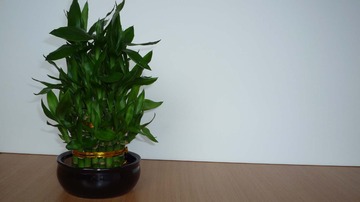 ミリオンバンブ－（富貴竹）