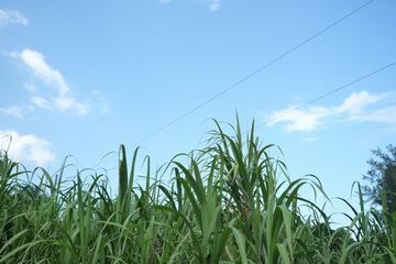 ゾーニング【ザワワな音色を楽しむ住処】 in SASHIKI