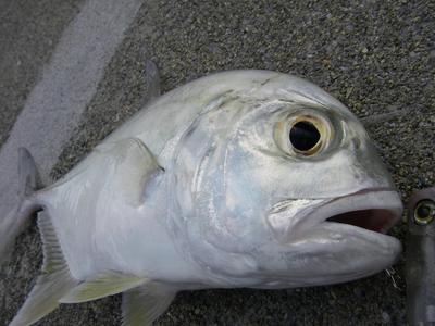 no dish for dinner