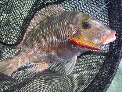 yanbaru fishing w/ Mr.朔太郎