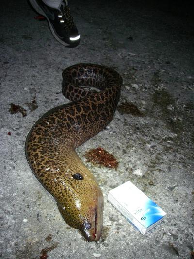 eel meal