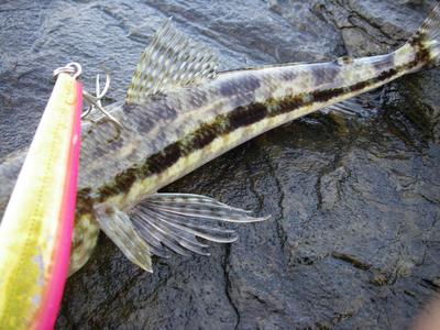 yanbaru survival w/ kota