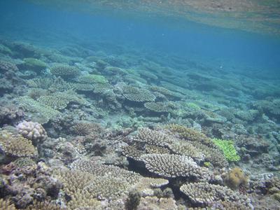 yanbaru field trip