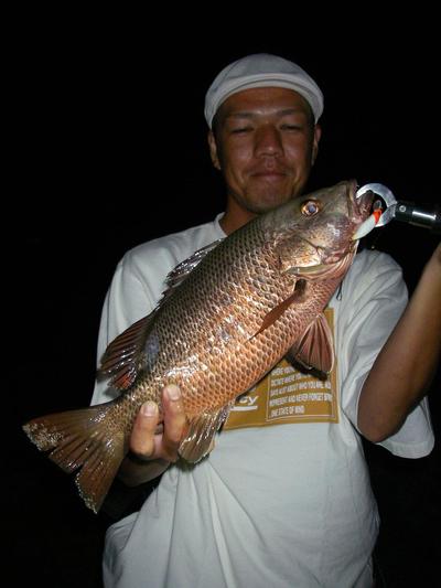 mikajya night
