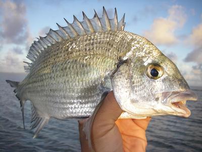 nanbu fishing with Mr.野原弟 & ???