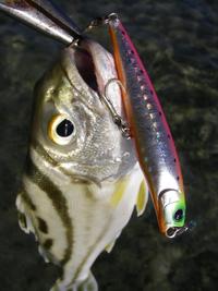nanbu fishing with Mr.野原弟 & ???