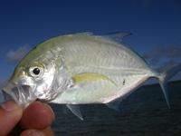 nanbu fishing with Mr.野原弟 & ???
