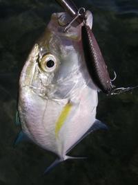 nanbu fishing with Mr.野原弟 & ???