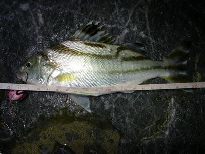 yanbaru night vol.2