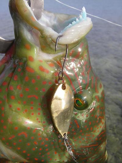 南部fishing w/ fc jogo