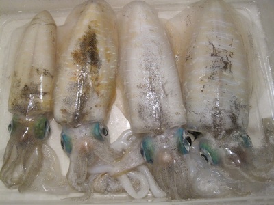 PERESTRO烏賊
