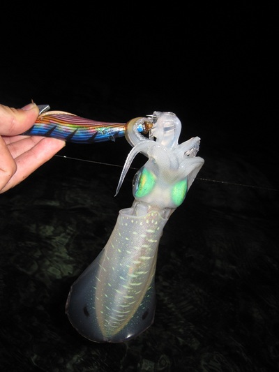 no tide no bite