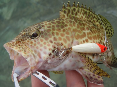 トキSHIN fishing