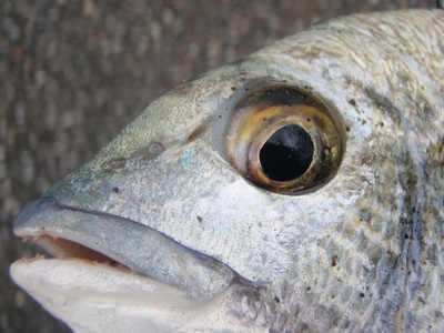 YFT (Yanbaru Fishing Tour)　