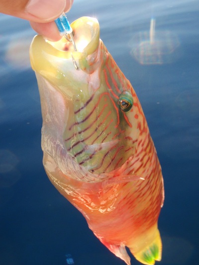 マイコ～jigging