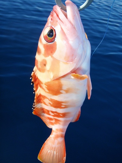 マイコ～jigging