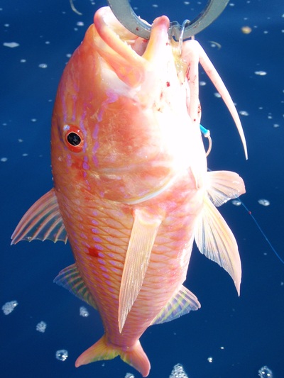 マイコ～jigging