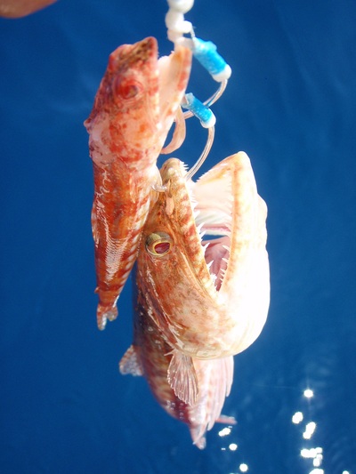 マイコ～jigging