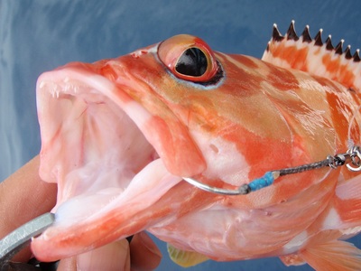 休暇 fishing