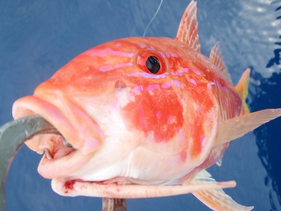 休暇 fishing