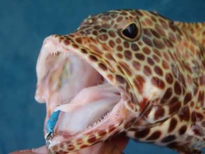 休暇 fishing