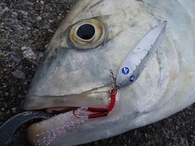 だって、釣れちゃうんだもん byマイコ～