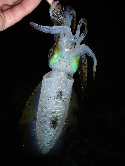二刀流青侍