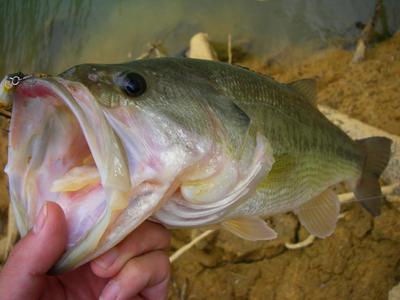 spawning