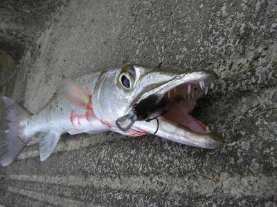 yanbaru fishing with Mr. SHO