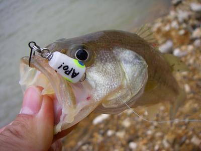 spawning