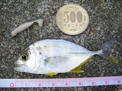 ４lb attraction