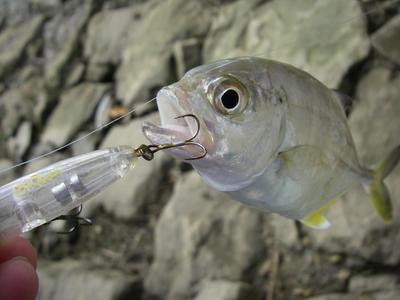 yanbaru season