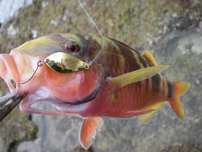 yanbaru fishing with Mr. SHO