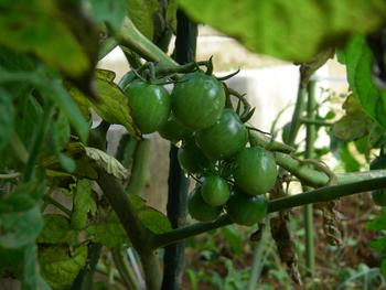 harvest time