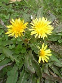 ちいさい春みぃつけたっ♪ 2006/04/19 14:17:26