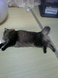 にゃんころ 2006/08/14 00:01:06