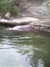 天王寺動物園！！ 2006/08/19 21:44:18