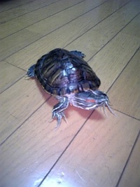 初写〓〓 2006/04/21 00:20:31